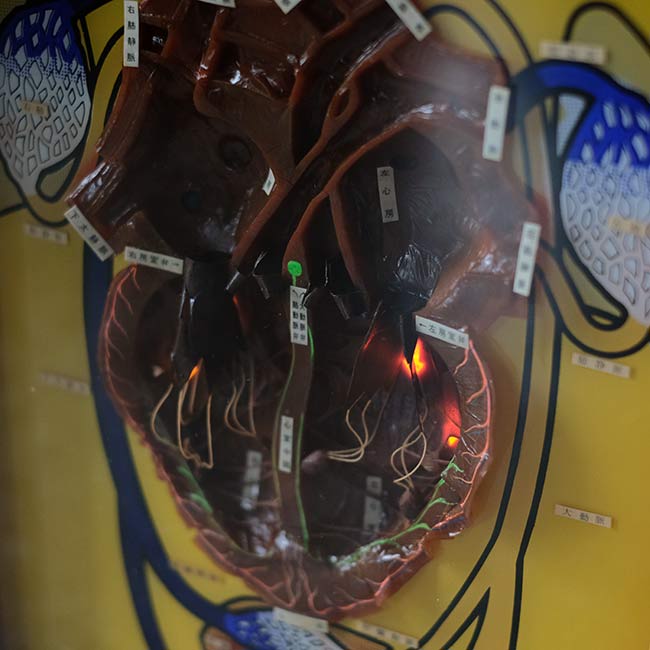心電図付き心臓模型