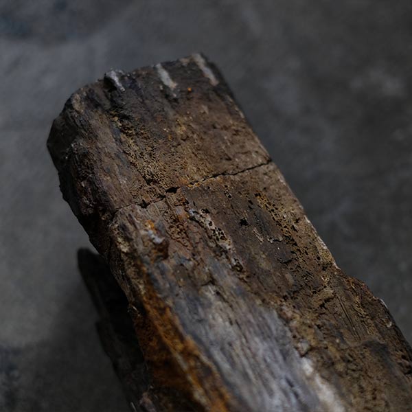 Petrified wood (petrified wood)