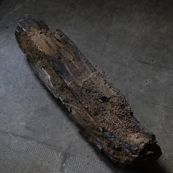 Petrified wood (petrified wood)