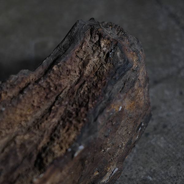 Petrified wood (petrified wood)