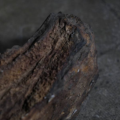 Petrified wood (petrified wood)