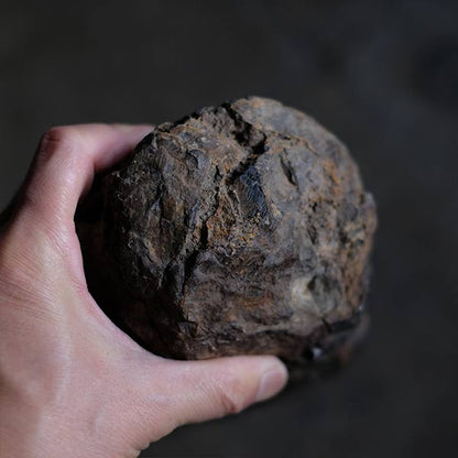 Petrified wood (petrified wood)