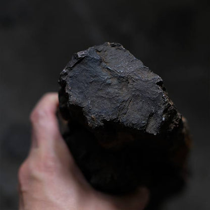Petrified wood (petrified wood)