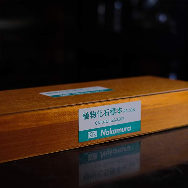 植物化石標本