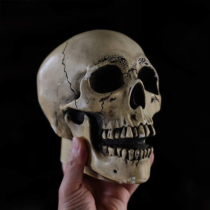 RANDOTTI skull object