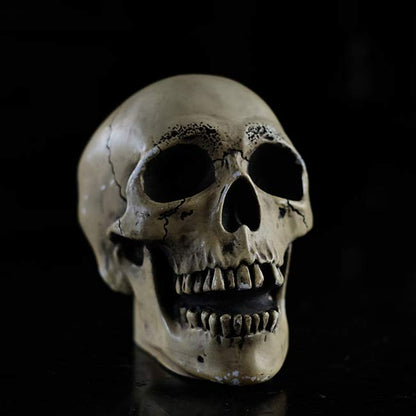 RANDOTTI skull object