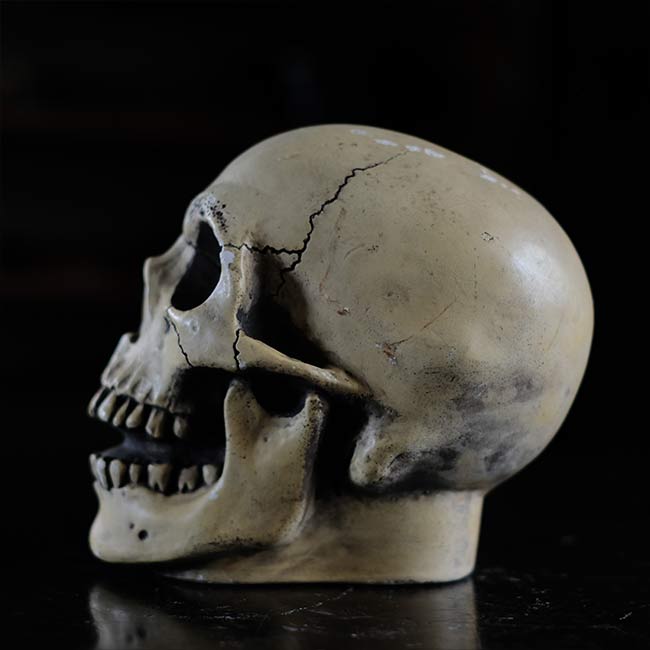 RANDOTTI skull object
