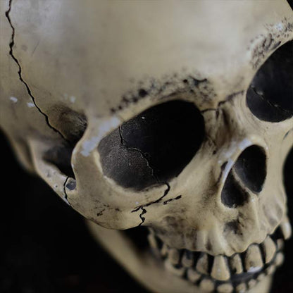 RANDOTTI skull object