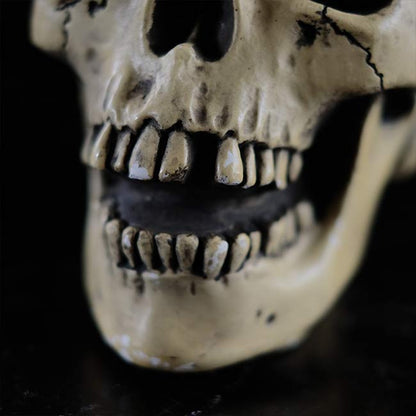 RANDOTTI skull object
