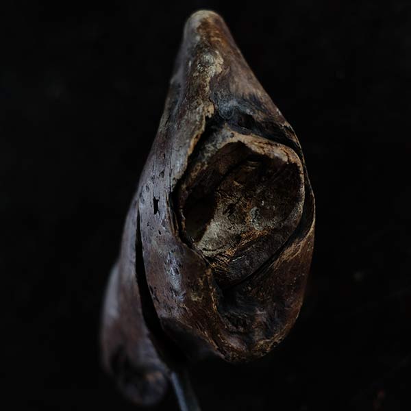 Driftwood Object