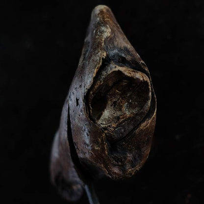Driftwood Object