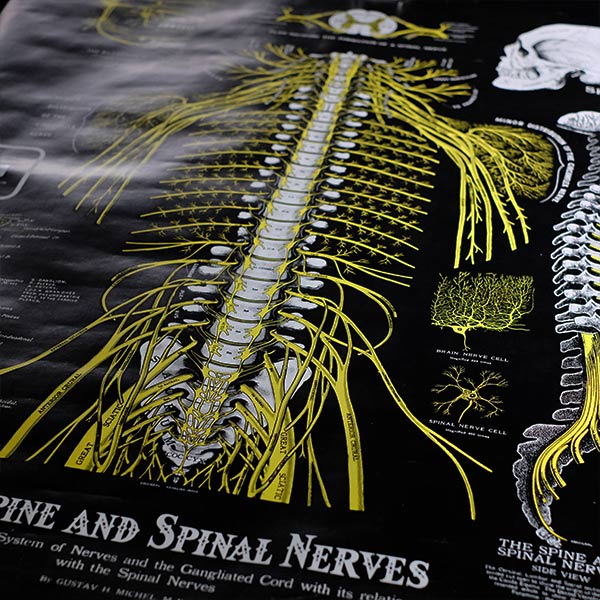 THE SPINE AND SPINAL NERVES Poster