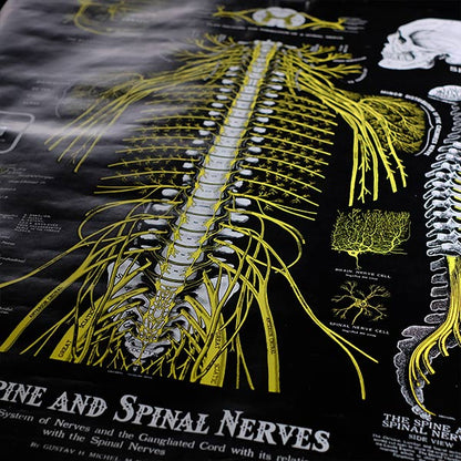 THE SPINE AND SPINAL NERVES Poster