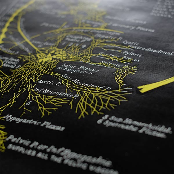 THE SPINE AND SPINAL NERVES Poster