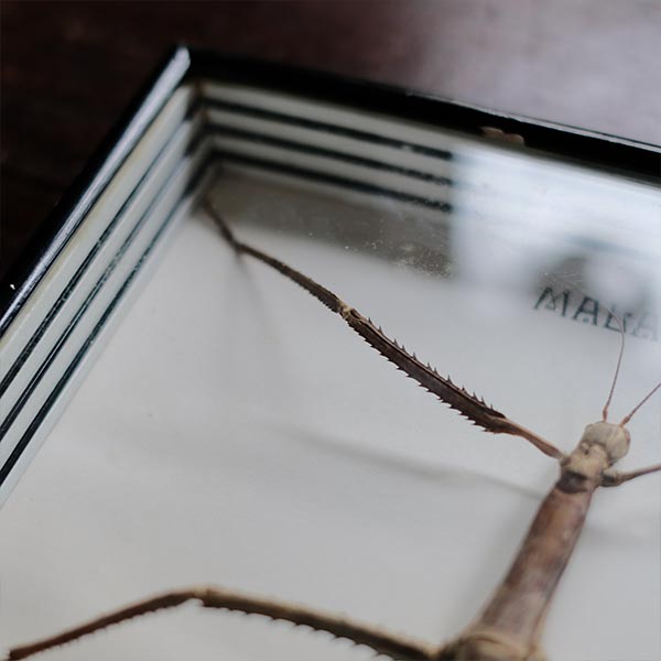 Giant Stick Insect specimen