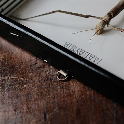Giant Stick Insect specimen