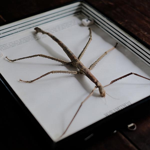 Giant Stick Insect specimen