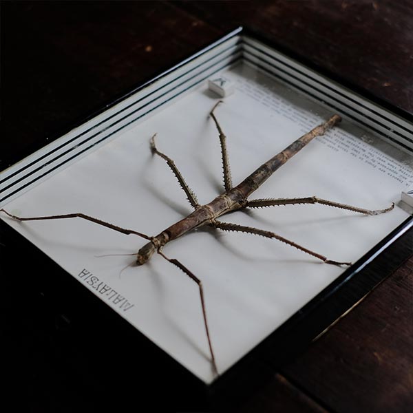 Giant Stick Insect specimen