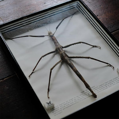 Giant Stick Insect specimen