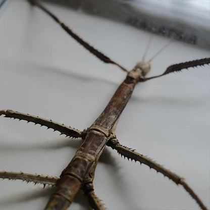 Giant Stick Insect specimen