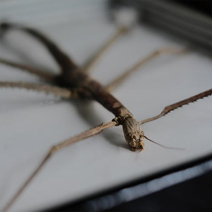 Giant Stick Insect specimen