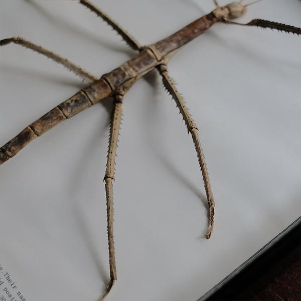Giant Stick Insect specimen