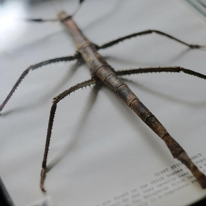 Giant Stick Insect specimen