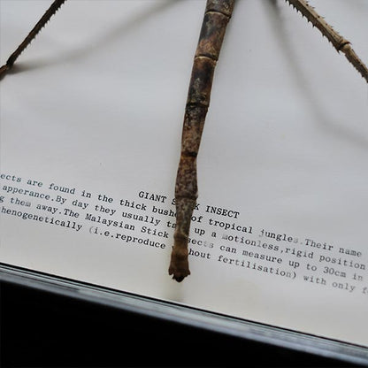 Giant Stick Insect specimen