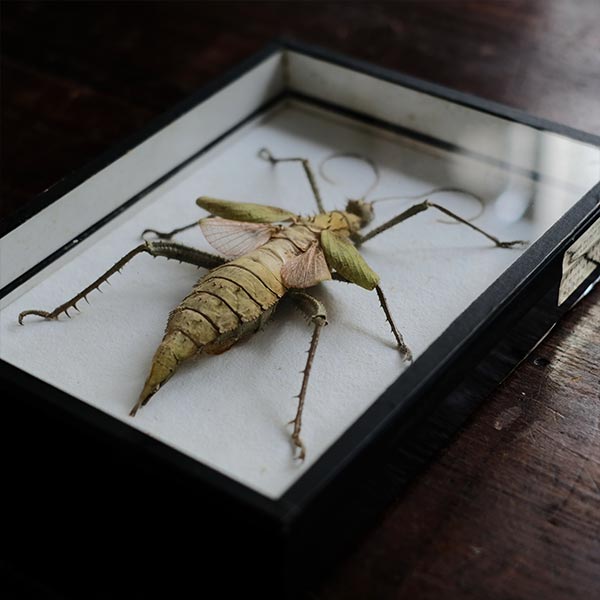 Jungle Nymph Sakadachikonohanabushi specimen