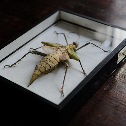 Jungle Nymph Sakadachikonohanabushi specimen