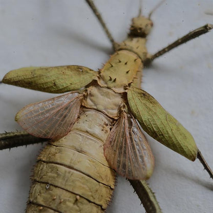 Jungle Nymph Sakadachikonohanabushi specimen