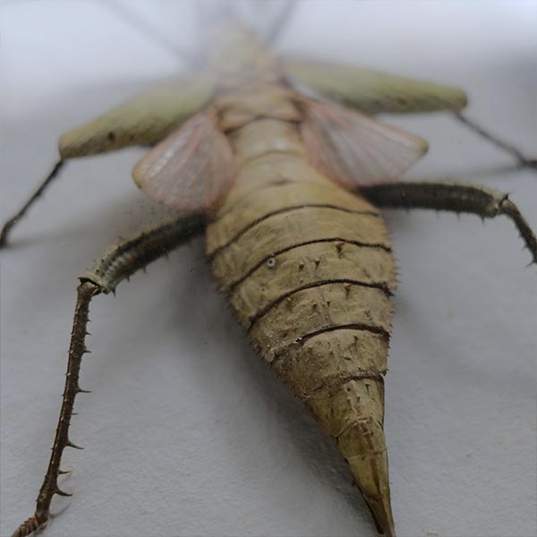Jungle Nymph Sakadachikonohanabushi specimen
