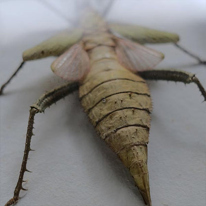 Jungle Nymph Sakadachikonohanabushi specimen