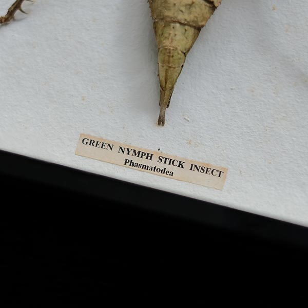 Jungle Nymph Sakadachikonohanabushi specimen
