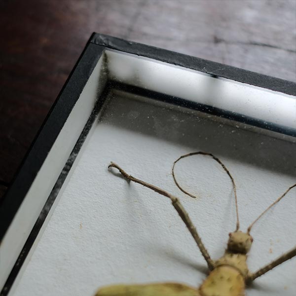 Jungle Nymph Sakadachikonohanabushi specimen