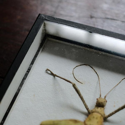 Jungle Nymph Sakadachikonohanabushi specimen