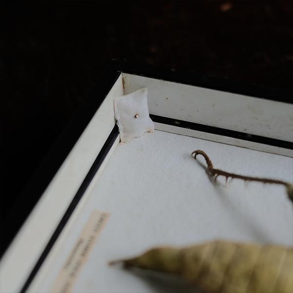 Jungle Nymph Sakadachikonohanabushi specimen