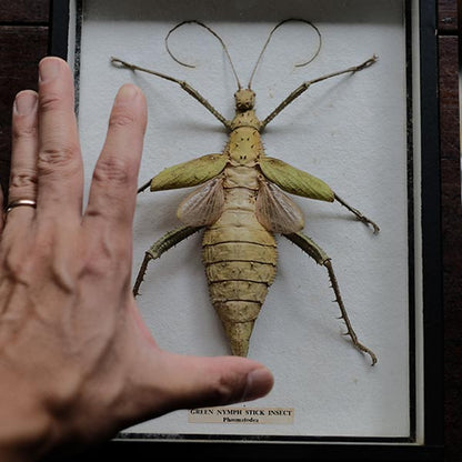 Jungle Nymph Sakadachikonohanabushi specimen