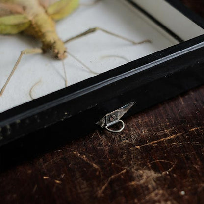 Jungle Nymph Sakadachikonohanabushi specimen