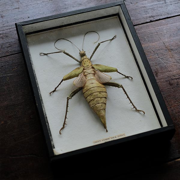 Jungle Nymph Sakadachikonohanabushi specimen