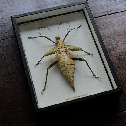 Jungle Nymph Sakadachikonohanabushi specimen