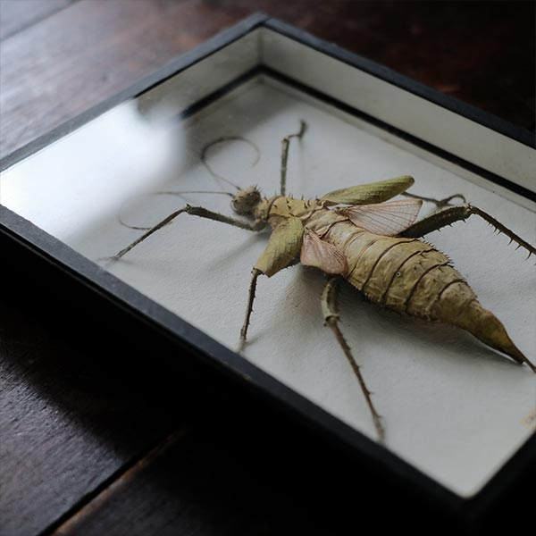 Jungle Nymph Sakadachikonohanabushi specimen