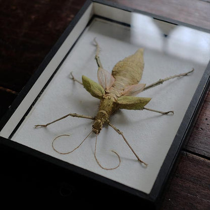 Jungle Nymph Sakadachikonohanabushi specimen