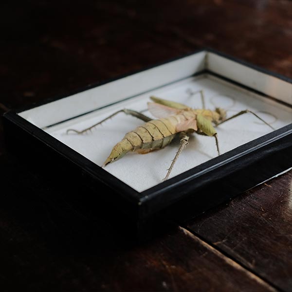 Jungle Nymph Sakadachikonohanabushi specimen