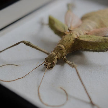 Jungle Nymph Sakadachikonohanabushi specimen