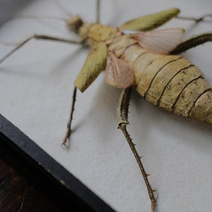 Jungle Nymph Sakadachikonohanabushi specimen