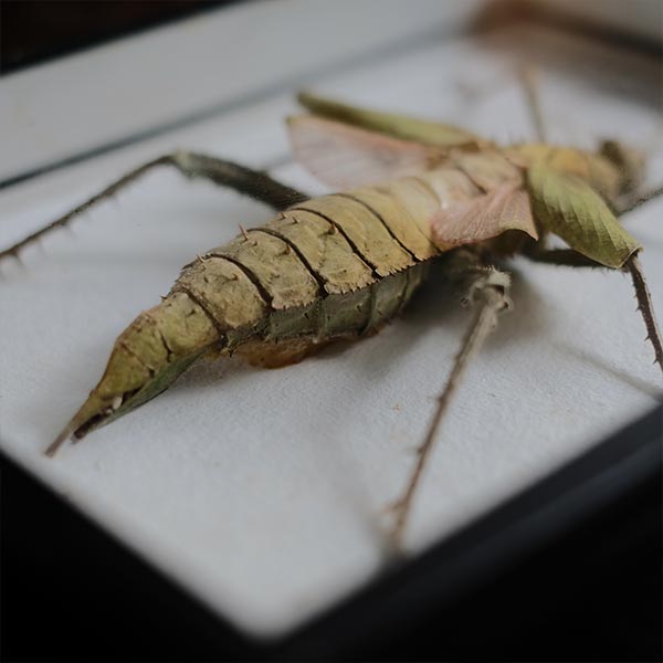Jungle Nymph Sakadachikonohanabushi specimen