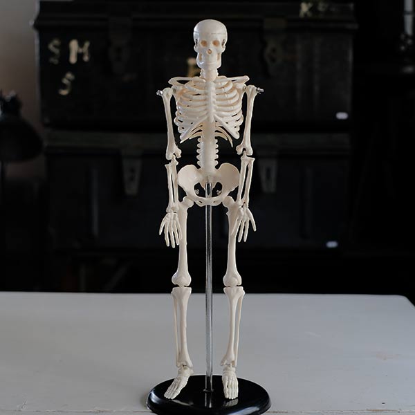 Skeletal model