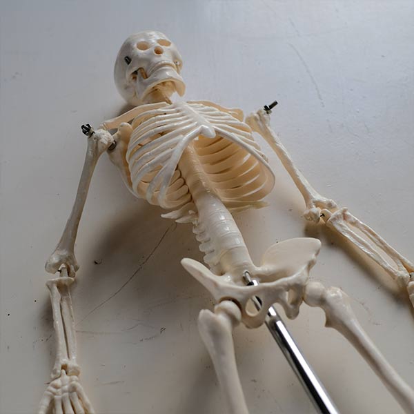 Skeletal model