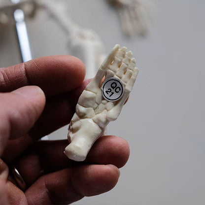 Skeletal model